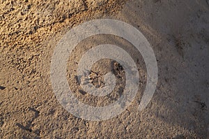 The hooves footprints in desert