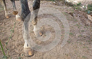 Hooves of a gray horse.