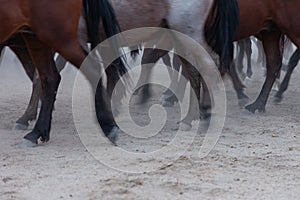 Horses hooves running in the dust