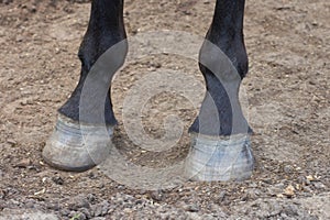 Hooves of the horse