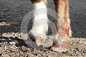 Hooves Of A Horse