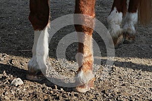 Hooves Of A Horse