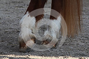 Hooves Of A Horse