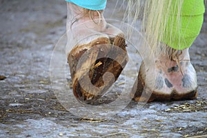 The hooves of the horse and bandages on the hind legs