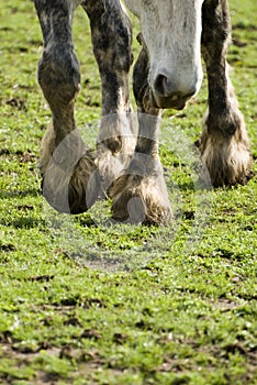 Hooves of horse on field