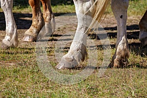 Hooves of a horse on the grass