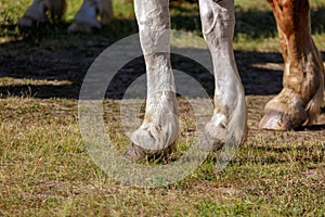 Hooves of a horse on the grass