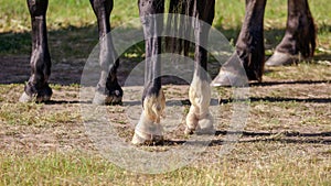 Hooves of a horse on the grass