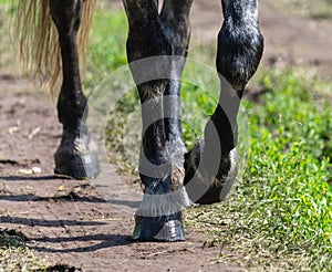 The hooves of a horse running on a road.