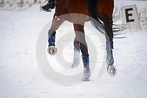 Hooves of a horse running through the snow in winter. Taken in close-up