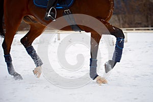 Hooves of a horse running through the snow in winter. Taken in close-up