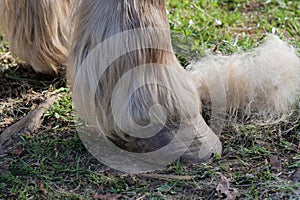 Hooves of a horse\'s legs in detail