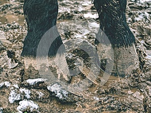 The hooves. Horses on the muddy track