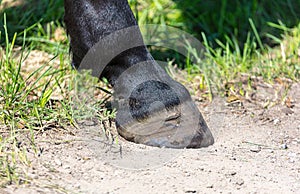 The hooves on the legs of a horse