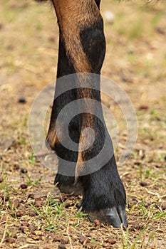 Hooves at the ram on the ground