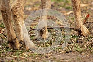 Hooves at the ram on the ground