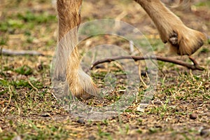 Hooves at the ram on the ground