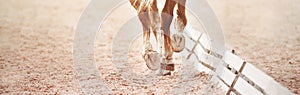 The hooves of a sorrel horse stepping on the sand in an outdoor arena. Equestrian sports. Horse riding