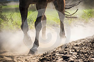 Hooves in Sand Dust