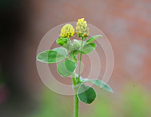 Hop alfalfa Medicago lupulina blooms in the meadow