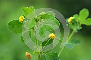 Hop alfalfa Medicago lupulina blooms in the meadow