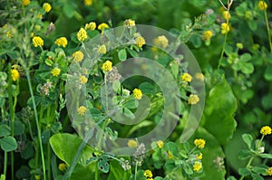 Hop alfalfa Medicago lupulina blooms in the meadow