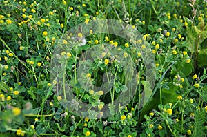 Hop alfalfa Medicago lupulina blooms in the meadow