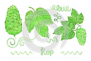 Hop, beer brewing set. Hand-drawn swirles, flower