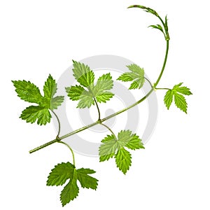 Hop branch with  group of green fresh leaves isolated on white background