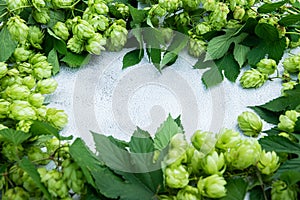 Hop branch with leaves and flowers frame over gray background copy space.