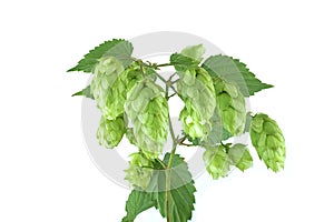 Hop branch with seed cones and leaves over white