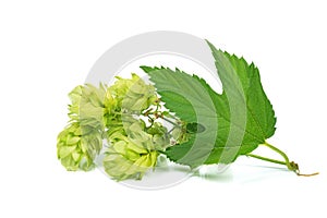 Hop branches with cones and green leaves, isolated on a white