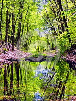 Hop brook dam state park in Naugatuck