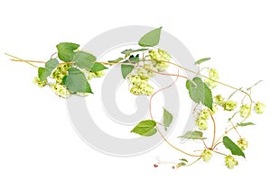 Hop close-up isolated on a white background