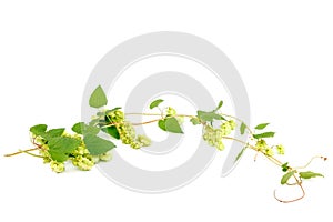 Hop close-up isolated on a white background