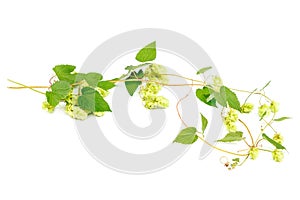 Hop close-up isolated on a white background