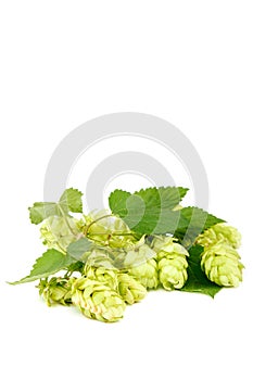 Hop close-up isolated on a white background