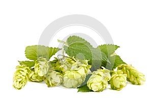 Hop close-up isolated on a white background