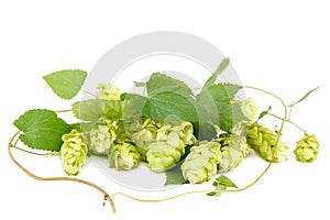 Hop close-up isolated on a white background