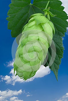 A hop-cone