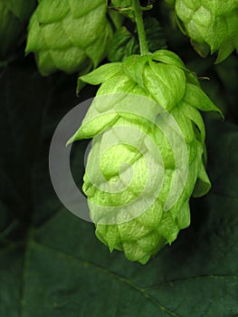 A hop-cone