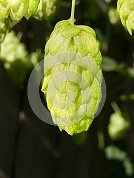 Hop cone