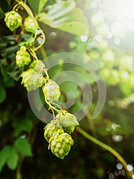 Hop cone in a hop field.  Macro photo of green hops