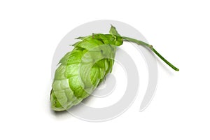 Hop cone isolated over white