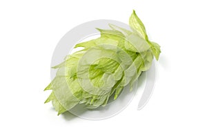 Hop cone isolated on white background