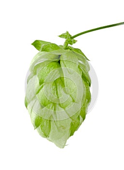 Hop cone isolated on white background closeup