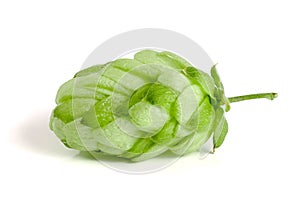 Hop cone isolated on white background closeup