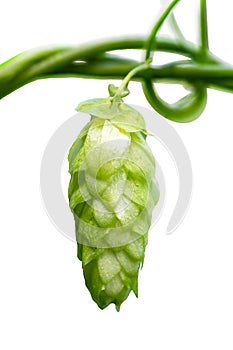 Hop cone isolated on white background. Green hop cones for beer and bread production, closeup