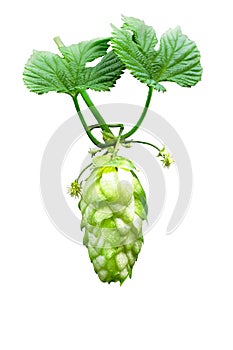Hop cone isolated on white background. Green hop cones for beer and bread production, closeup