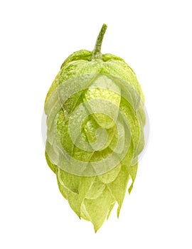 Hop cone isolated on white background